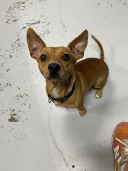 Rescue Chihuahua and Mixed Breed Dogs for Adoption in Chattanooga, Tennessee - Tito | PetCurious