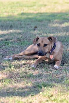 Rescue Labrador Retriever Dogs for Adoption in Valley Park, Oklahoma - Tulip | PetCurious