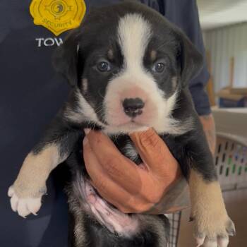 Bohsse -  Pit Bull Terrier and Mixed Breed Dog for Adoption in Detroit Lakes, Minnesota - Bohsse | PetCurious