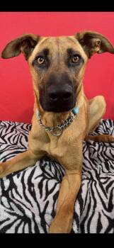 Rescue German Shepherd Dog and Belgian Shepherd Malinois Dogs for Adoption in Brookings, Oregon - Nicholas Aka Cowboy | PetCurious