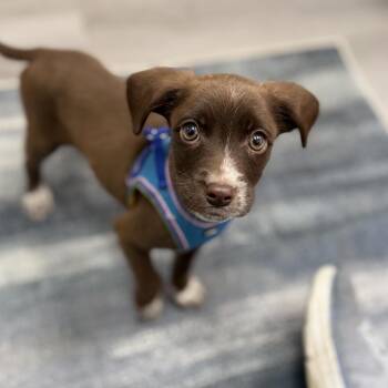 Chihuahua and Mixed Breed Dogs Available for Adoption in Portage, Michigan - Seth | PetCurious