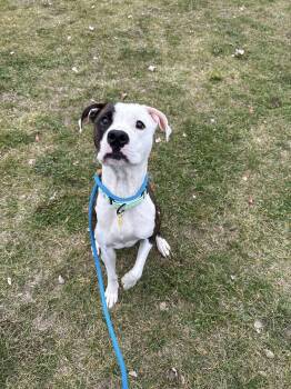 Rescue Pit Bull Terrier Dogs for Adoption in Cleveland, Ohio - Ferlin | PetCurious