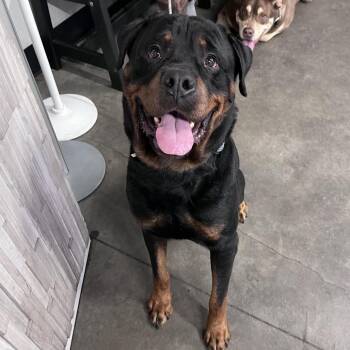 Tank -  Rottweiler Dog for Adoption in Tampa, Florida - Tank | PetCurious