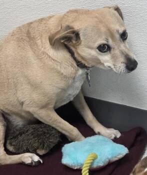 Honey -  Chihuahua and Boston Terrier Dog for Adoption in Parma, Ohio - Honey | PetCurious