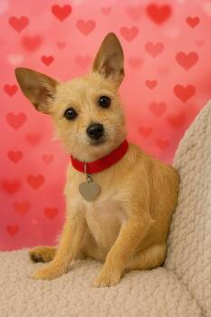 Terrier Dogs Available for Adoption - Thistle | PetCurious