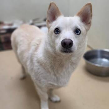 Oogie Boogie - Chino Hills Location -  Pomeranian and Husky Dog for Adoption in Chino Hills, California - Oogie Boogie - Chino Hills Location | PetCurious