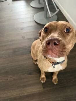 Ary -  Staffordshire Bull Terrier Dog for Adoption in Santa Monica, California - Ary | PetCurious