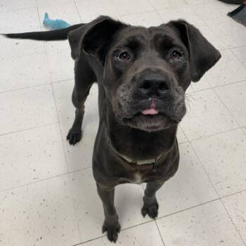 Princess -  Mixed Breed Dog for Adoption in Davenport, Iowa - Princess | PetCurious