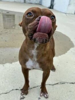Brownie -  Mixed Breed Dog for Adoption in New Orleans, Louisiana - Brownie | PetCurious