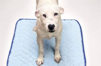 Labrador Retriever and Mixed Breed Dogs Available for Adoption in Fort Lauderdale, Florida - BARK SIMPSON | PetCurious
