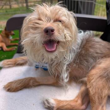 Yorkshire Terrier Dogs Available for Adoption in Wake Forest, North Carolina - MooMoo | PetCurious