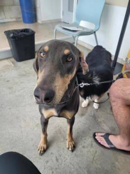 Rescue Doberman Pinscher and Mixed Breed Dogs for Adoption in Fort Worth, Texas - Penny | PetCurious