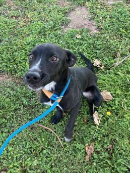 Rescue Labrador Retriever and Mixed Breed Dogs for Adoption in Albuquerque, New Mexico - SESAME | PetCurious