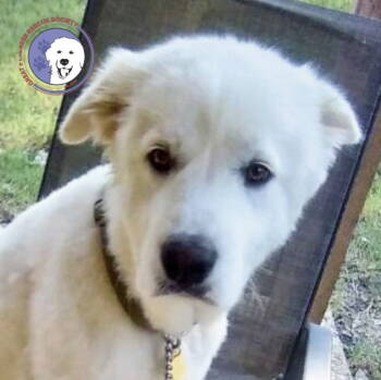 Rescue Great Pyrenees Dogs for Adoption in Spring, Texas - Emmie | PetCurious