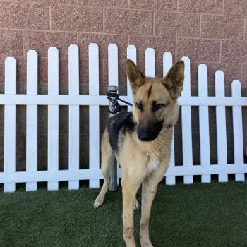 TEEGAN -  German Shepherd Dog Dog for Adoption in Modesto, California - TEEGAN | PetCurious