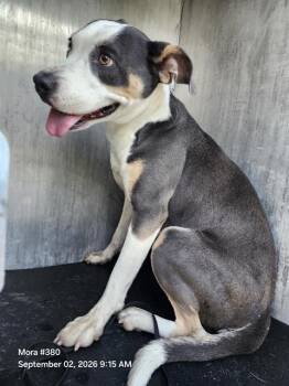VAQUITA -  American Staffordshire Terrier Dog for Adoption in San Antonio, Texas - VAQUITA | PetCurious