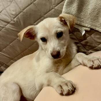 Rescue Labrador Retriever and German Shepherd Dog Dogs for Adoption - Vivian | PetCurious