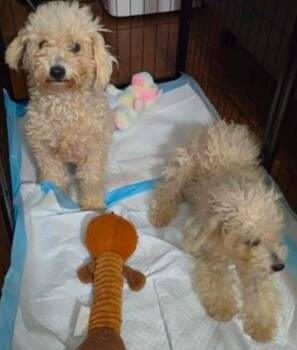 Ripley and Rylee -  Poodle Dog for Adoption in Spring, Texas - Ripley And Rylee | PetCurious