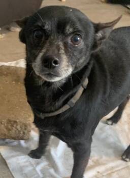 Chihuahua Dogs Available for Adoption in Taycheedah, Wisconsin - Zack | PetCurious