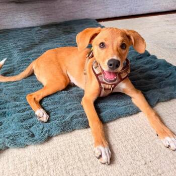 Maple -  Hound Dog for Adoption in Buffalo, New York - Maple | PetCurious