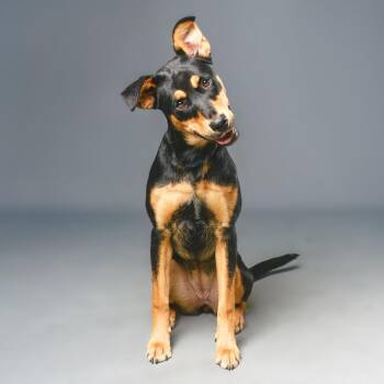 Mixed Breed Dogs Available for Adoption - Araya | PetCurious