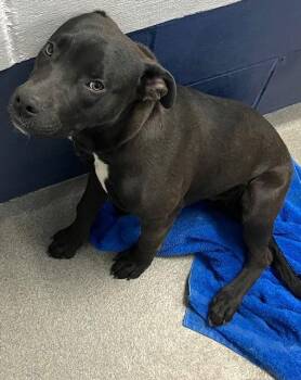 Saint Bernard Dogs Available for Adoption - Rocky 4 Months Ava 3/26 | PetCurious