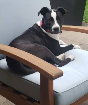 Rescue Mixed Breed Dogs for Adoption in Tulsa, Oklahoma - BADGER | PetCurious