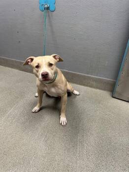 NALA -  Pit Bull Terrier Dog for Adoption in Las Vegas, Nevada - NALA | PetCurious