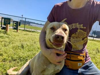 Labrador Retriever Dogs Available for Adoption - Lance | PetCurious