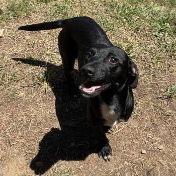 Brutus -  Dachshund and Mixed Breed Dog for Adoption in Fredericksburg, Virginia - Brutus | PetCurious