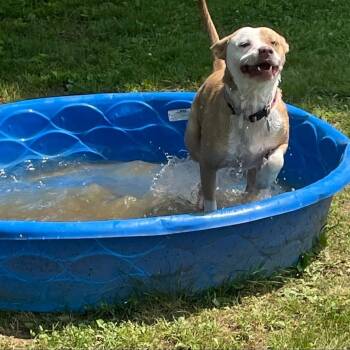 Mixed Breed Dogs Available for Adoption in Chattanooga, Tennessee - Patisserie | PetCurious