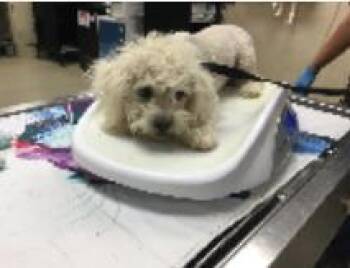 Moira -  Mixed Breed Dog for Adoption in West Chester, Pennsylvania - Moira | PetCurious