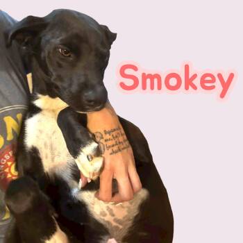 Rescue Terrier Dogs for Adoption in Chuckey, Tennessee - Smokey - NJ | PetCurious