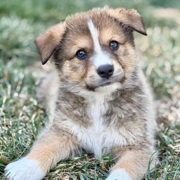 Tigger -  Cattle Dog and Mixed Breed Dog for Adoption in Riverside, California - Tigger | PetCurious