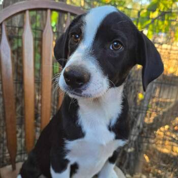 Rescue Labrador Retriever Dogs for Adoption in Richmond, Virginia - Monopoly | PetCurious