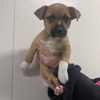 Boots -  Pit Bull Terrier and Mixed Breed Dog for Adoption in Belfair, Washington - Boots | PetCurious