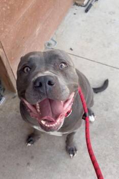 Bando -  Pit Bull Terrier and Mixed Breed Dog for Adoption in Atlanta, Georgia - Bando | PetCurious