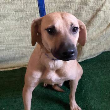 Max -  Rhodesian Ridgeback and None Dog for Adoption in San Diego, California - Max | PetCurious
