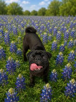 Voldemort -  Pug Dog for Adoption in San Antonio, Texas - Voldemort | PetCurious
