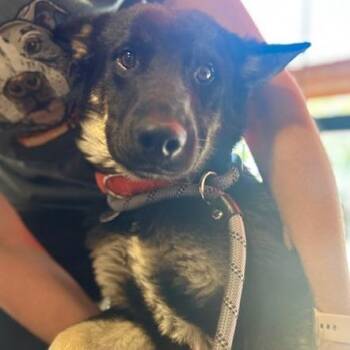Marlin -  Mixed Breed and Shepherd Dog for Adoption in Salt Lake City, Utah - Marlin | PetCurious