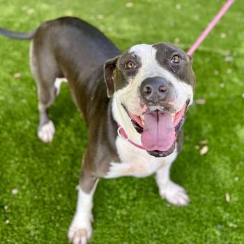 Pit Bull Terrier and Boxer Dogs Available for Adoption - Buddy | PetCurious