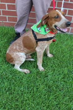 Smores -  English Coonhound Dog for Adoption in Burgaw, North Carolina - Smores | PetCurious