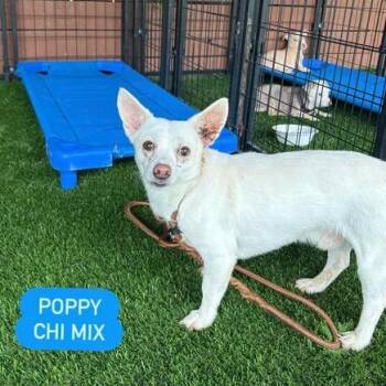Chihuahua Dogs Available for Adoption in Tampa, Florida - Poppy | PetCurious