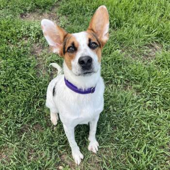 Radar -  Australian Cattle Dog Blue Heeler and Mixed Breed Dog for Adoption in Wadena, Minnesota - Radar | PetCurious