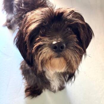 Paxton -  Shih Tzu Dog for Adoption in Goleta, California - Paxton | PetCurious