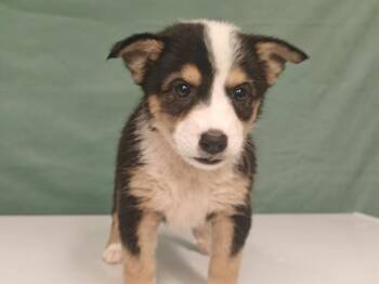 Infiniti -  Border Collie Dog for Adoption in West Palm Beach, Florida - Infiniti | PetCurious