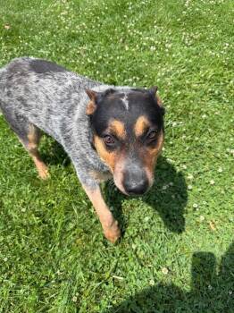 Sparky -  Australian Cattle Dog Blue Heeler Dog for Adoption in Lagrange, Indiana - Sparky | PetCurious