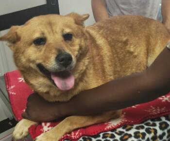 Rayne -  Cardigan Welsh Corgi and German Shepherd Dog Dog for Adoption in Manning, South Carolina - Rayne | PetCurious