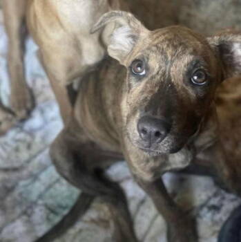 Rescue Black Mouth Cur Dogs for Adoption in Grand Bay, Alabama - Auburn | PetCurious