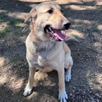 Basalite (Basal) -  Great Pyrenees and Anatolian Shepherd Dog for Adoption in Wichita, Kansas - Basalite (Basal) | PetCurious